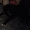 tinkerbelle99